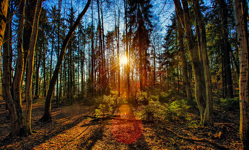 sunset sun nature forest geotagged colorful europe day clear slovenia ljubljana hdr magicforest natureshot šmarnagora colorfulforest iztokkurnikphotographystudio showinmyeyes