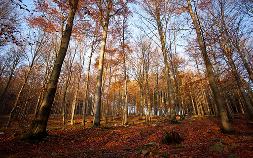 autumn orange rot fall nature forest canon buchenwald laub herbst natur wald beech belgien buchen herbstfarben eos5d getzbach getzbachtal