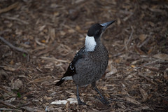 Juvenile Australian Magpie (Cracticus tibicen) in Perth, WA.