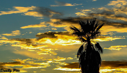 county sunset tree port sonoma parks palm petaluma regional