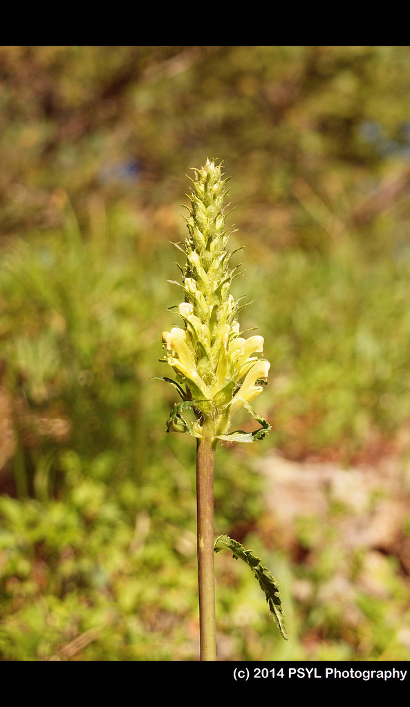 Bracted Lousewort (Pedicularis bracteosa)