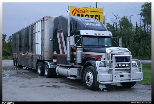canada classic truck silver star cattle marathon motel lorry camion jaguar transporter kanada lastwagen lkw vieh glorias laster freightliner lastkraftwagen