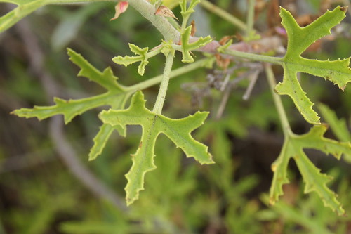 P. scabrum, leaf