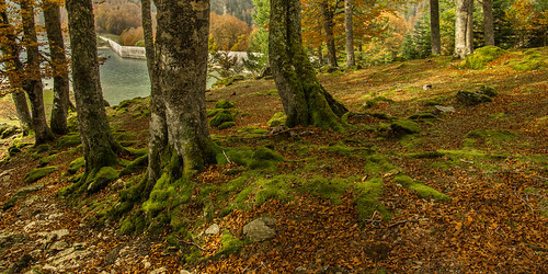 panorama forest landscape lac arbres paysage forêt pyrénées pirineos sousbois gabas ossau biousartigues