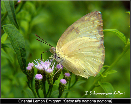 pieridae butterflyindia