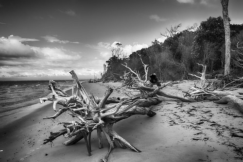 ocean sea seascape beach landscape erosion eucalypt cloudyday beacherosion paperbarkforest melaleukatrees {vision}:{mountain}=0716 {vision}:{sky}=0695 {vision}:{outdoor}=0553