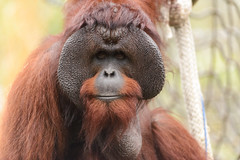 Bornean Orangutan Wide Face