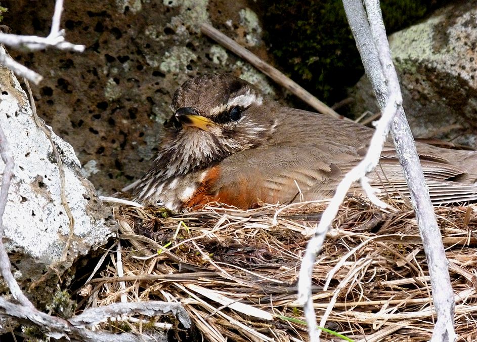 Redwing on nest