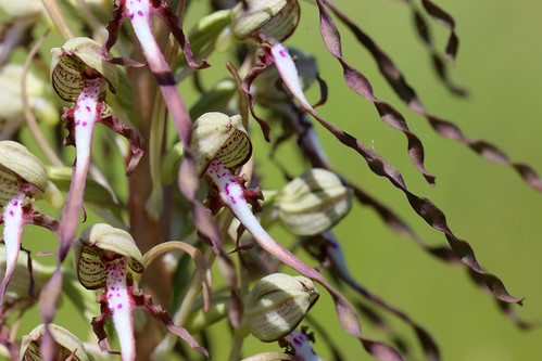 Lizard Orchid, Himantoglossum hircinum