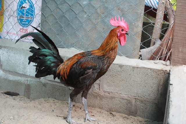 Gà Peru ( cung cấp gà peru từ 1-5 th tuổi) - 4