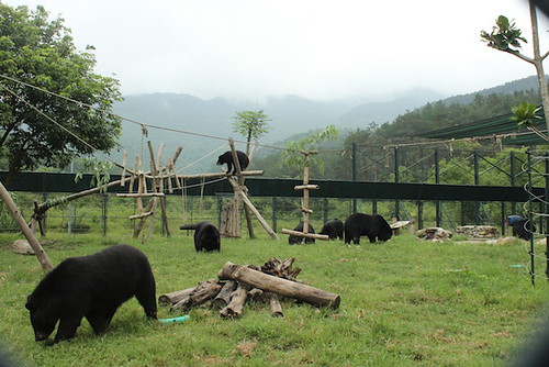 Bears foraging 1
