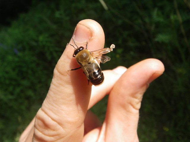 Drone bee with deformed wings