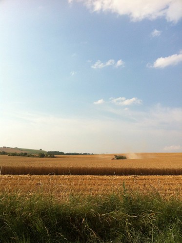 landscape walk wheat harvest iphone delphinerouxphotographie