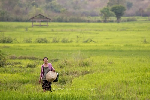 woman green field evening asia rice laos lao champassak 2013 trip2013 theworldthroughourlenses