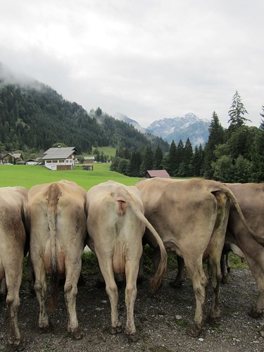 alps fog landscape austria kuh cow österreich nebel cows alpen landschaft hangingout kleinwalsertal riezlern cowtail cowbutt rumstehen kühr kuharsch kuhschwanz gästehausclaudia