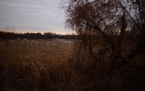 morning autumn tree fall sunrise john reeds dawn pond cloudy wildlife national swamp marsh heinz refuge tinicum impoundment