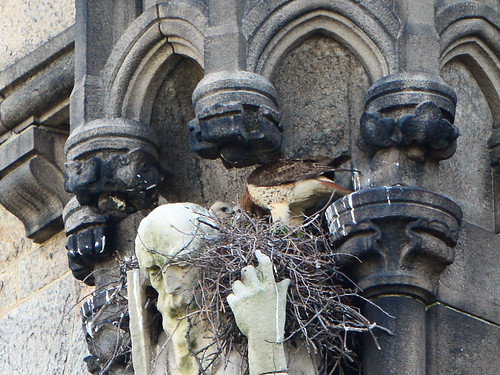 Cathedral Hawk Nest (9252)