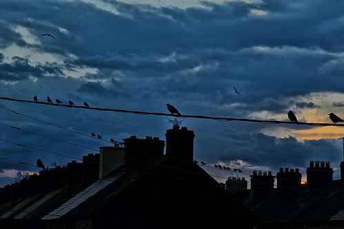 cork ireland streetshot streetscape sunrise silhouette rooftops dorameulman canon sky outdoor birds travelphotography
