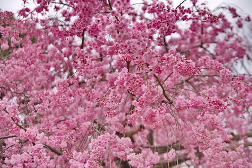【写真】2013 桜 : 半木の道/2021-11-05/IMGP9505