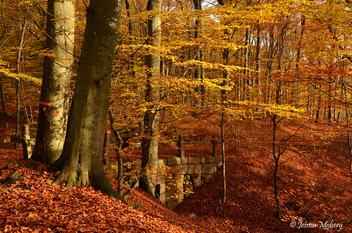 autumn trees red orange green fall nature leaves nationalpark skåne sweden natur sverige höst träd röd grön löv söderåsen
