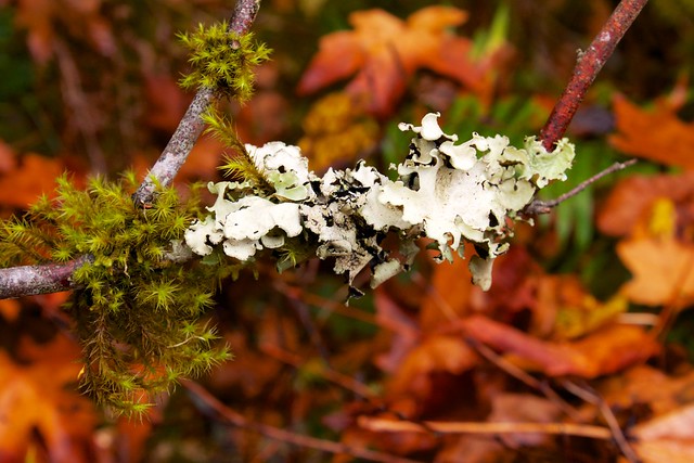 Moss and Fungus on Branch