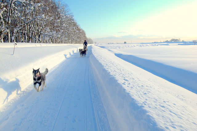 dog sledding in Asahikawa