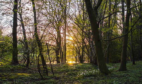 wood sunset countryside spring woods northumberland tranquil