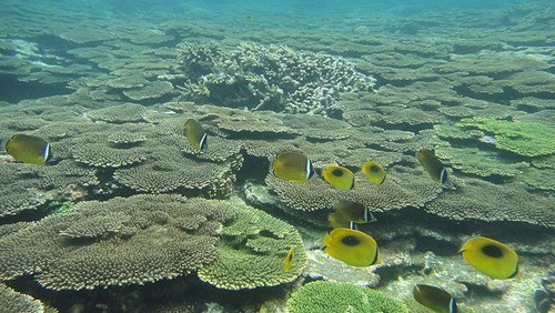 南方四島海域仍保有澎湖海域最佳的生態狀況，極具價值。
