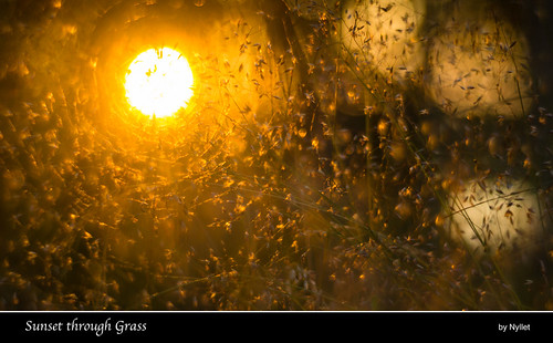 sunset sunlight grass bokeh backlit straws meyeroptikgörlitzprimoplan5819
