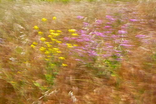 california abstract flower landscape meadow impressionism mustard icm nationalwildliferefuge salinasriver californiaaster salinasrivernationalwildliferefuge intentionalcameramovement