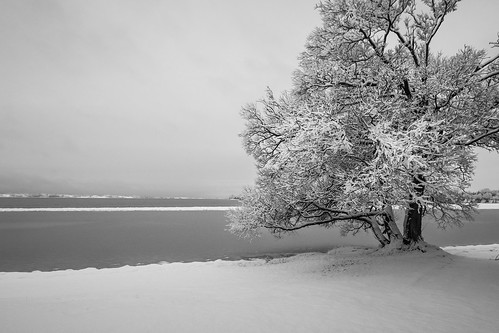winter blackandwhite bw snow ontario cold tree ice monochrome silhouette landscape minimal princeedwardcounty