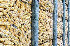 Corn fields d'Alsace