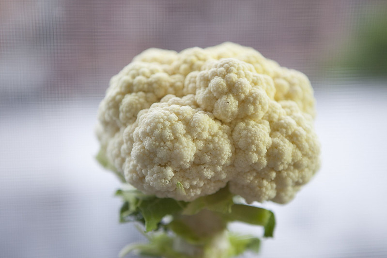 Cauliflower HarvestIMG_2993