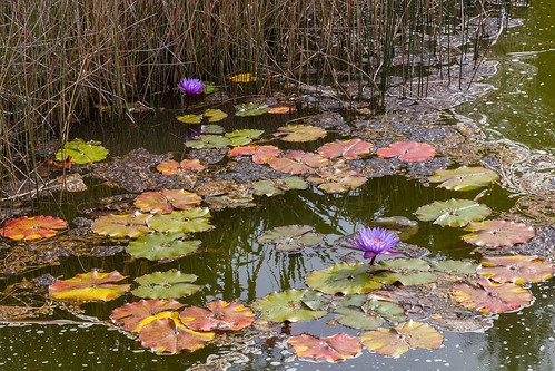 flowers garden pond purple australia queensland outback waterlillies mountisa waterplant