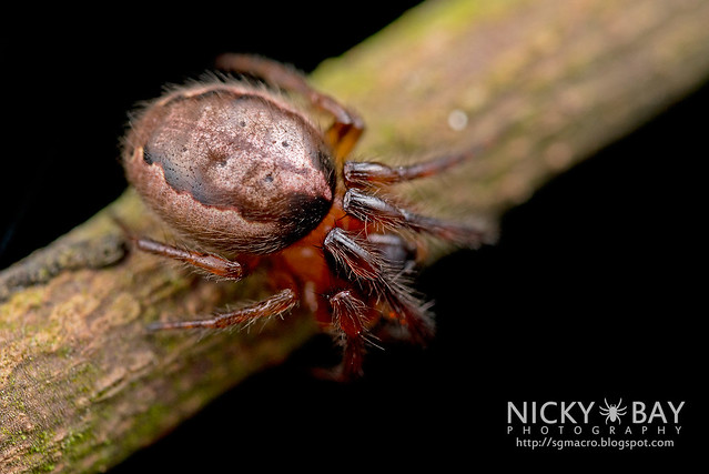 Orb Web Spider (Araneidae) - DSC_0804