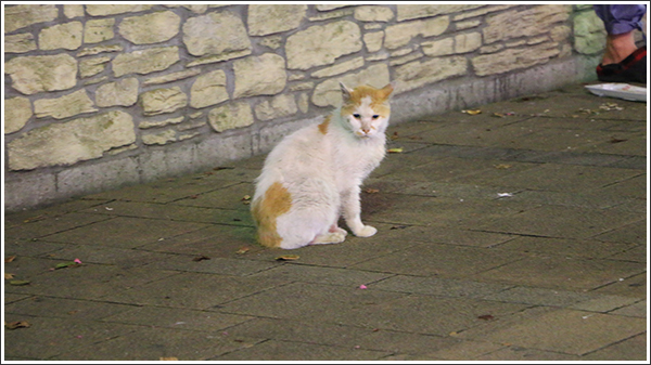 池袋駅前公園のネコ