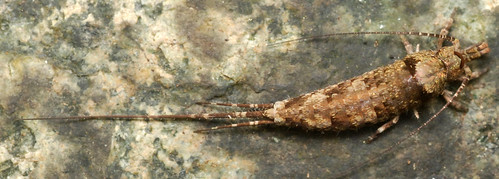 microcoryphia parthenogenesis machilidae jumpingbristletail trigoniophthalmusalternatus machilinae trigoniopthalmus