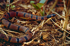 Schach's Ground Snake (Atractus schach)