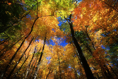 park county new york autumn lake color tree fall leaves state saratoga upstate moreau lakemoreauii