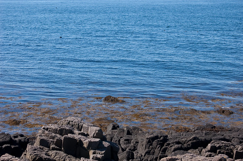 water swim island october ns seal seals bayoffundy fundy sealcove 2013 breirisland