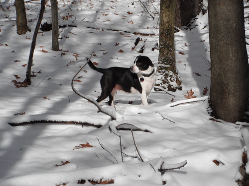 Boston Terrier Breed | Boston Terrier Temperament, Grooming, Coat
