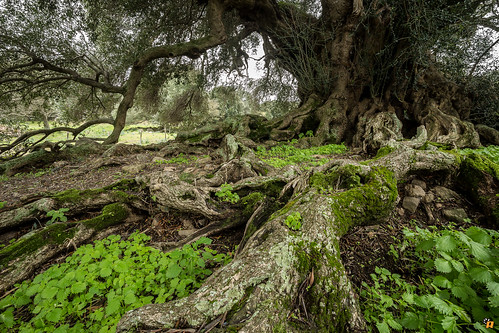 sardegna tree nature olive natura albero olivo cerdena liscia olivastro canon6d supercontest canon1735mm28l olivastromillenario treealberi millenianolive