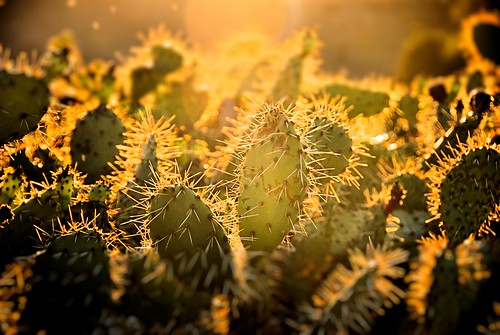 california winter cactus nature digital photo afternoon dusk pricklypear trabucocanyon oneillregionalpark