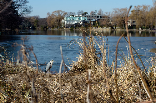 park bird ice heron photography grey pond sony 365 公園 takashi 鳥 2014 池 nex 氷 石神井 kitajima turntable00000 あおさぎshakujii