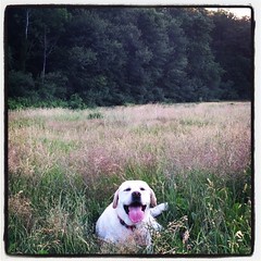 Butter Dog in the tall grass 