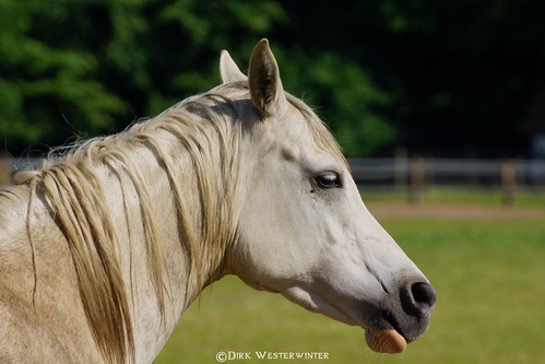 horse caballo deutschland pferd niedersachsen tierparkströhen