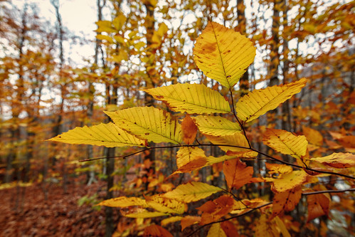 fall autumn longtrail appalachiantrail trailhead river trees landscape oct16
