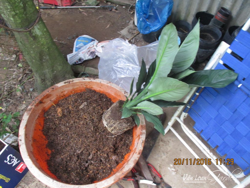 Chuẩn bị giá thể trồng: xơ dừa, rơm, tro trấu