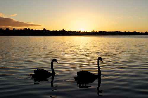winter birds zeiss river sony au australia swans wa 365 24mm za westernaustralia nex 2013 nex7