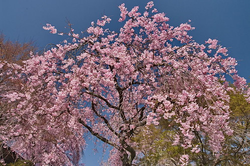 【写真】2013 桜 : 原谷苑（２）/2021-02-05/IMGP9986